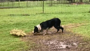 牧羊犬干起了牧鸭的工作